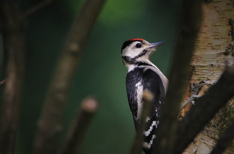 Teacup Bird Feeders