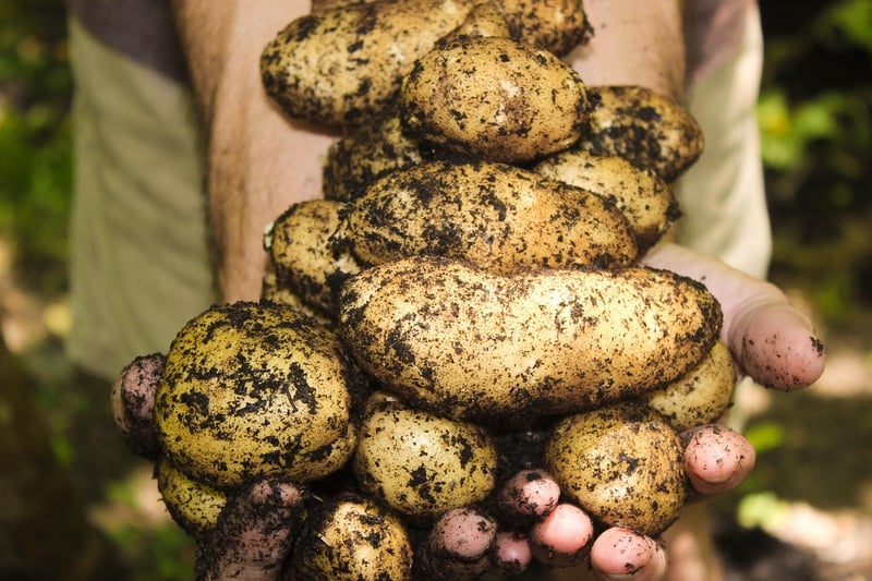 Gardeners in a community garden